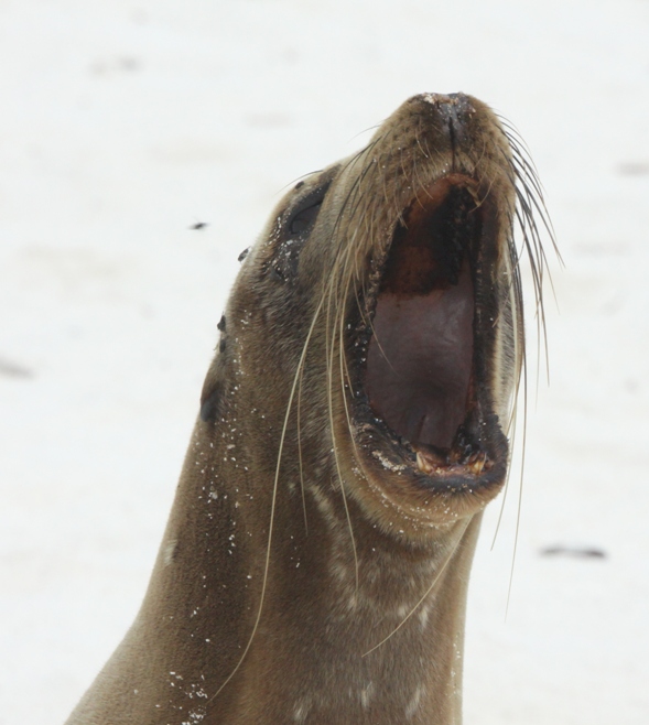 galapagos